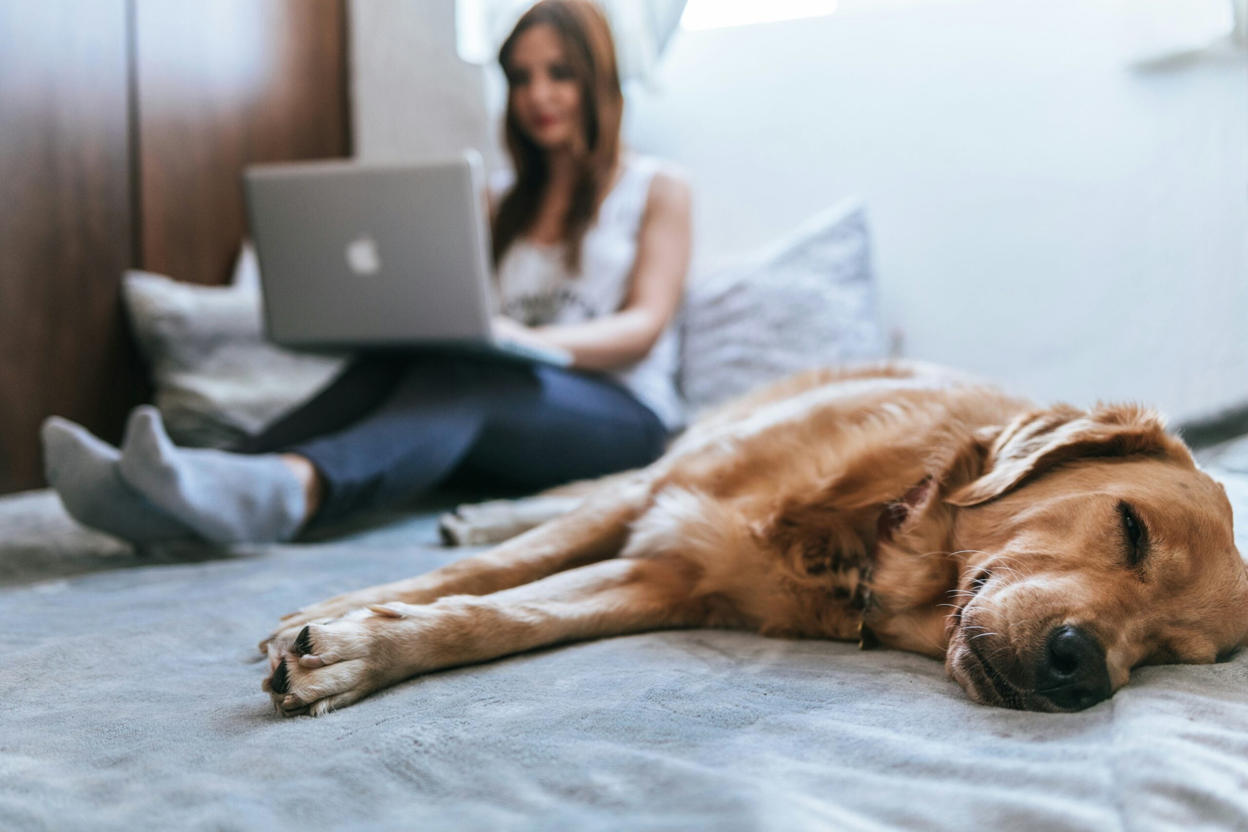 dog wfh